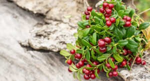 E-news-Feb16-Lingonberries