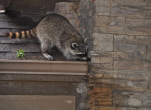 E-news-Mar1-raccoon