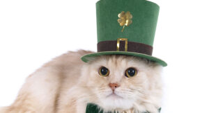 E-news-Mar15-Cat-Prechaun-1000x542