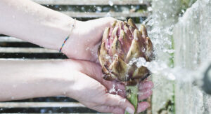 artichokes-wash_200809280