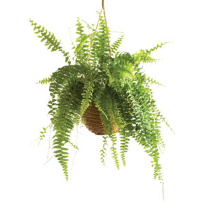 boston-fern_111453593