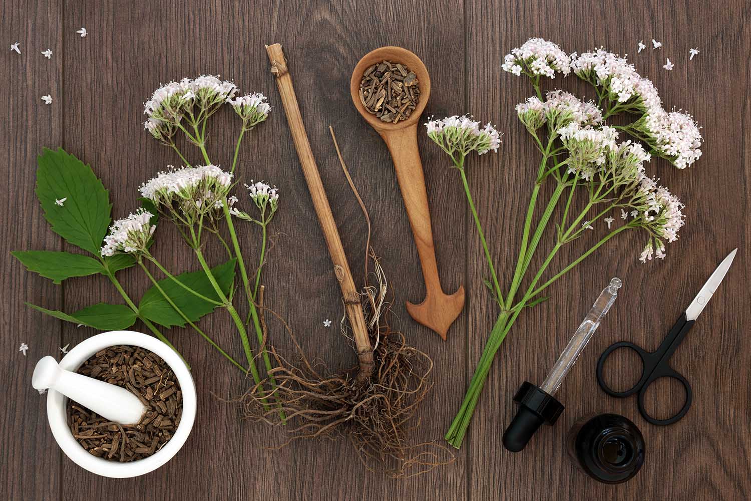 Valerian herb root and flowers with dropper bottle and mortar with pestle over oak background. Used as an alternative to valium in natural medicine.