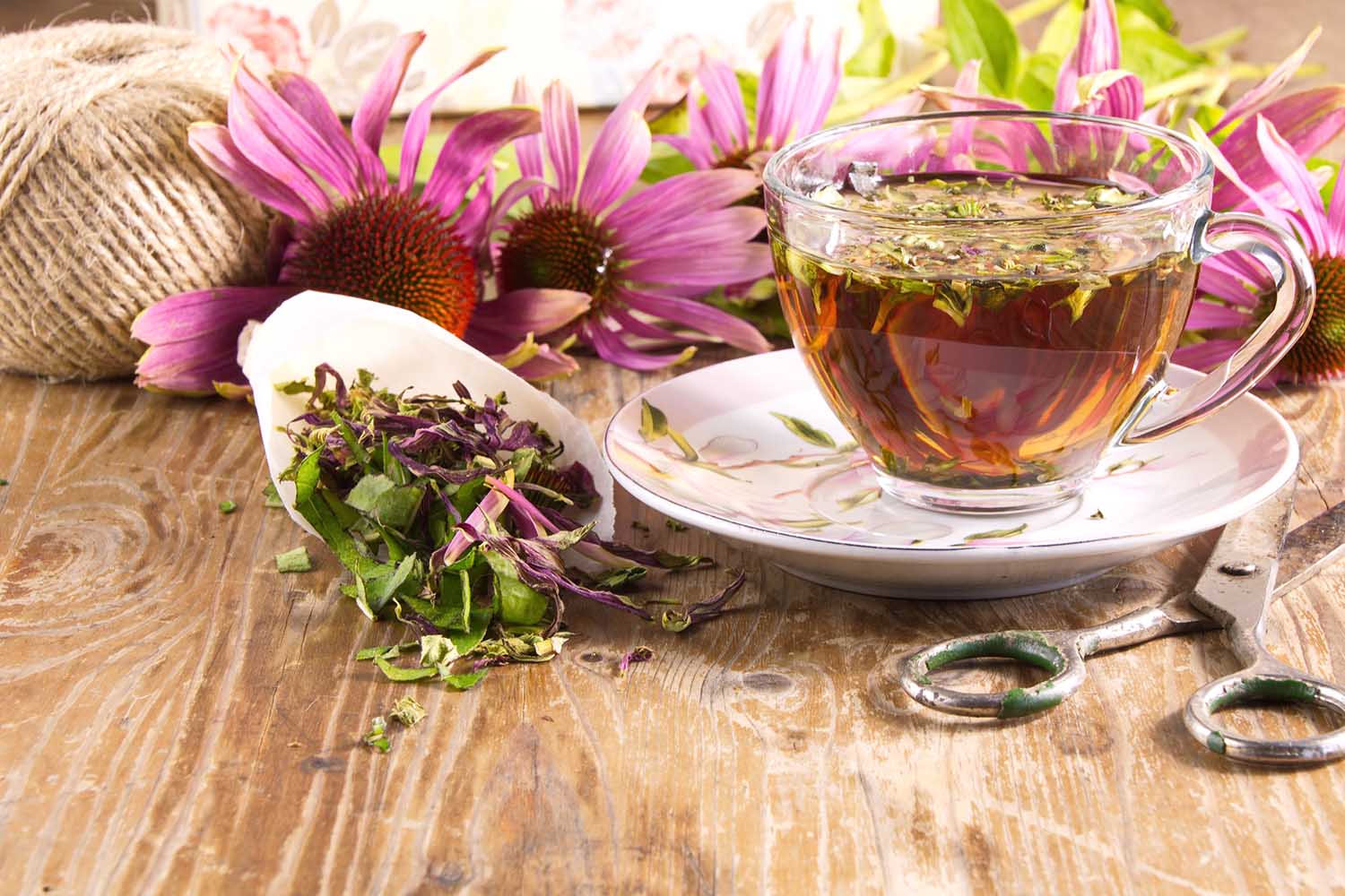 Tea drink with Echinacea purpurea (Echinacea purpurea) dried folk medicine