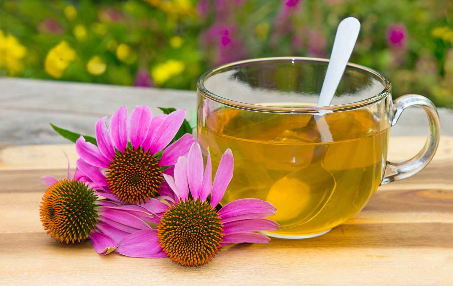 Cup of herbal tea from echinacea used in alternative medicine a an immun sytem booster.