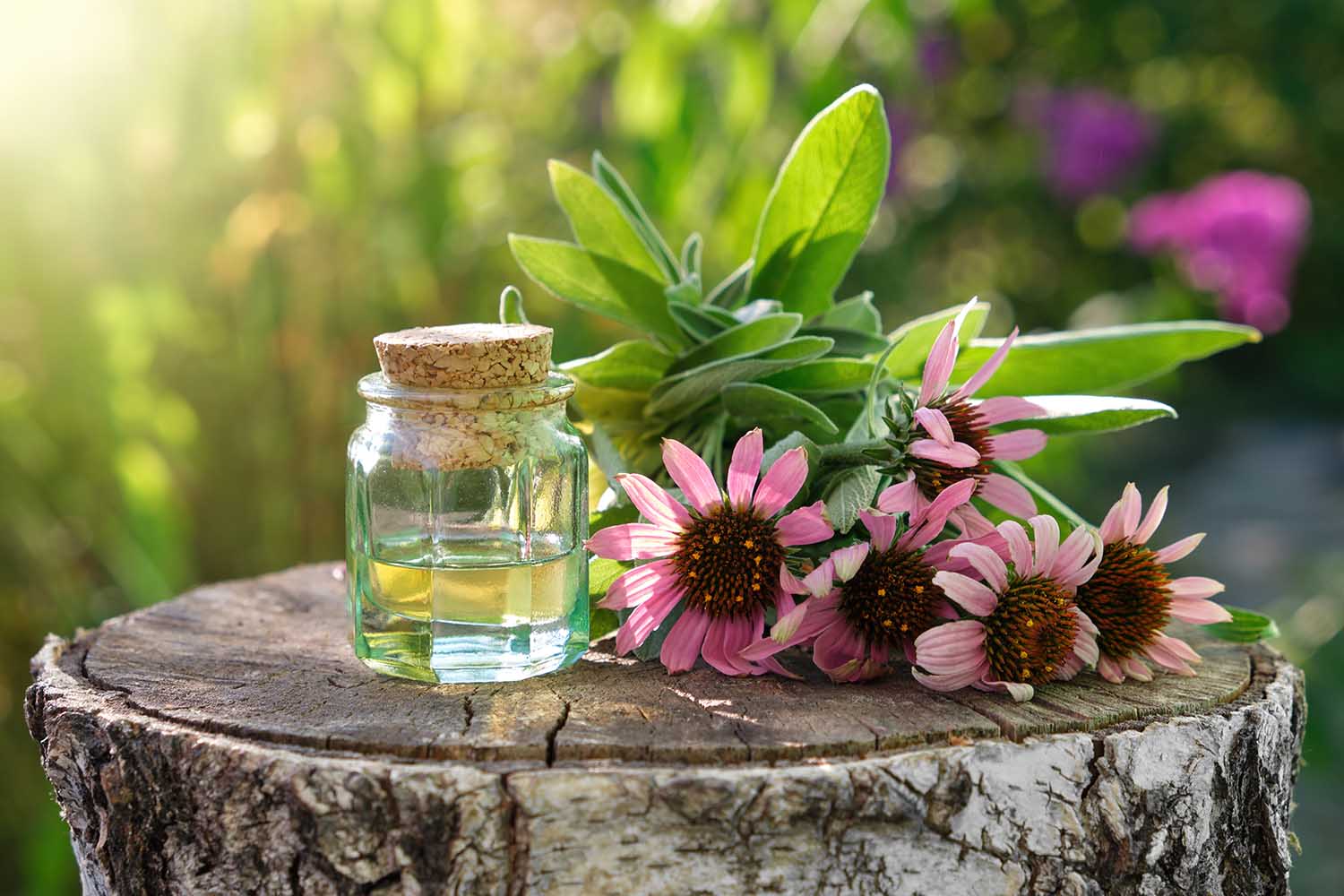 Bottle of essential oil or infusion, coneflowers and sage plants on stump outdoors. Alternative medicine.