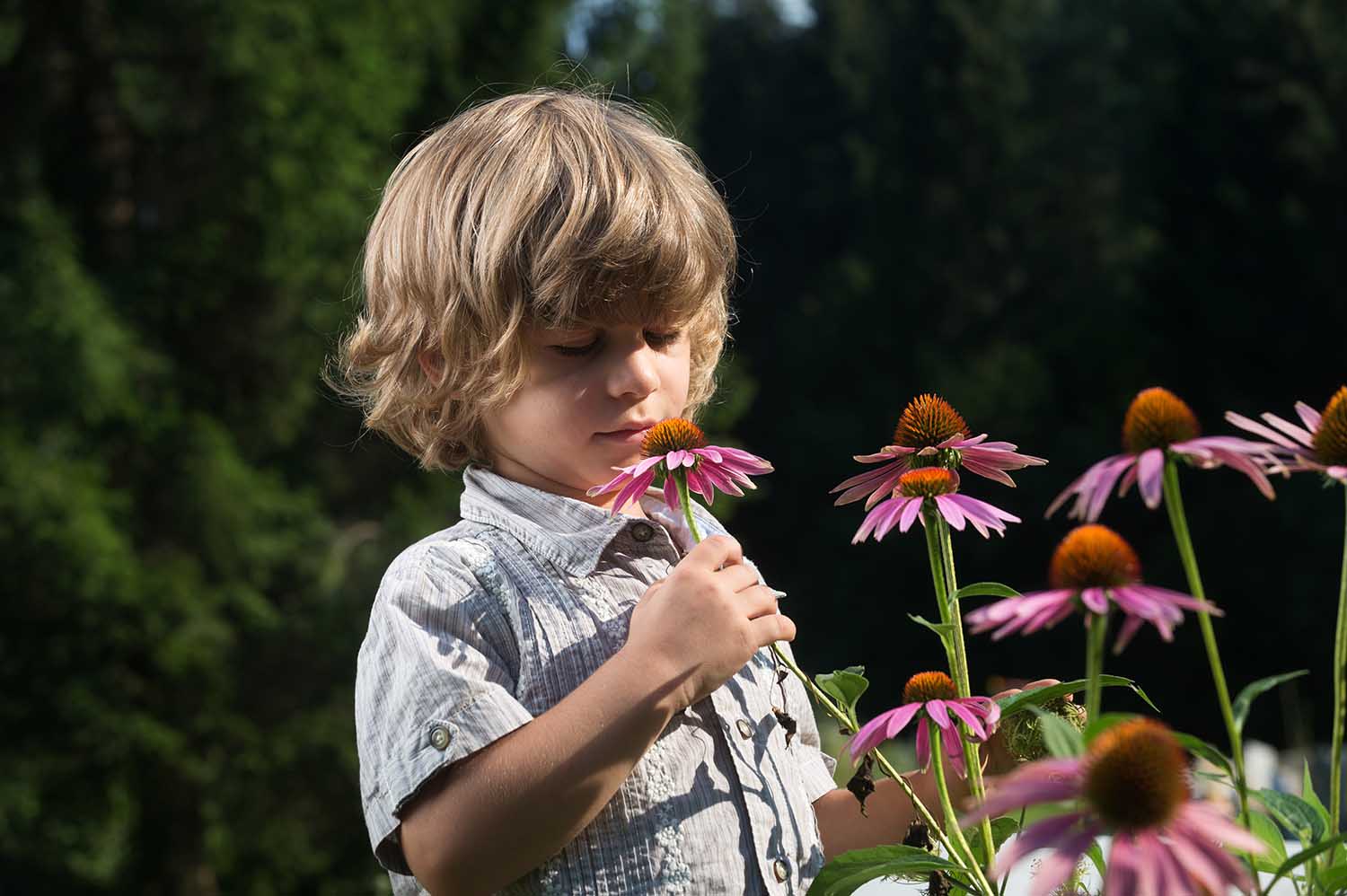 Cute little boy smelling Echinacea purpurea flowers in the garden
