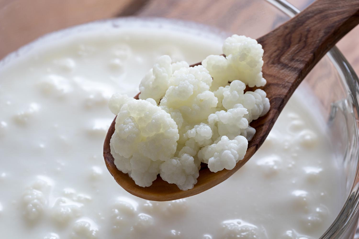 Kefir grains on a wooden spoon above a jar of milk kefir