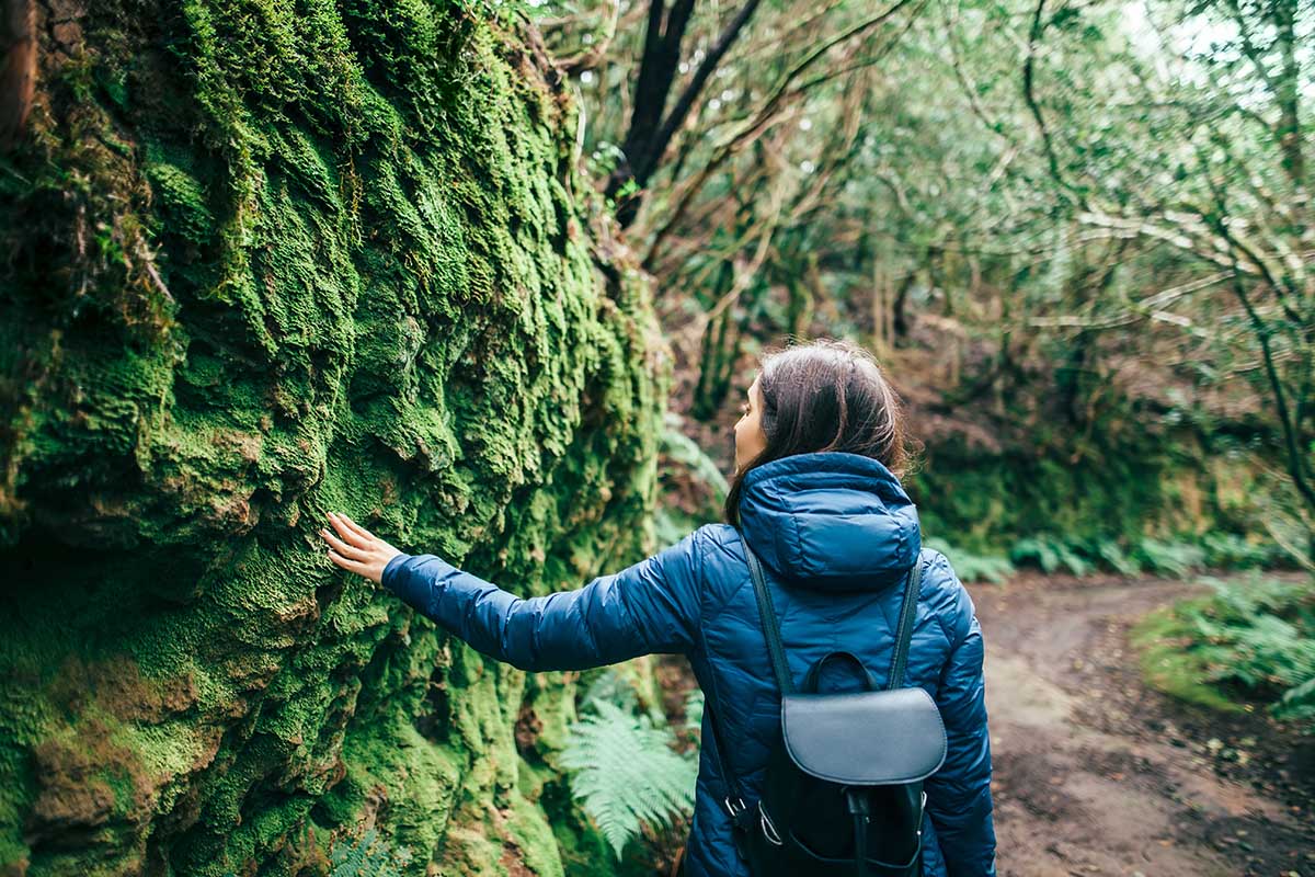 Back view of traveler woman walking in forest. Travel concept. Anaga Country Park, Biosphere Reserve, Laurel forest, Tenerife, Canary islands