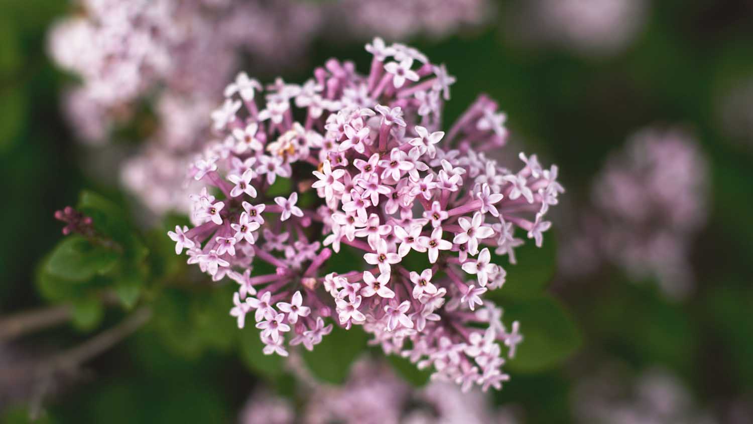 a close up of a Valerian plant in the spring