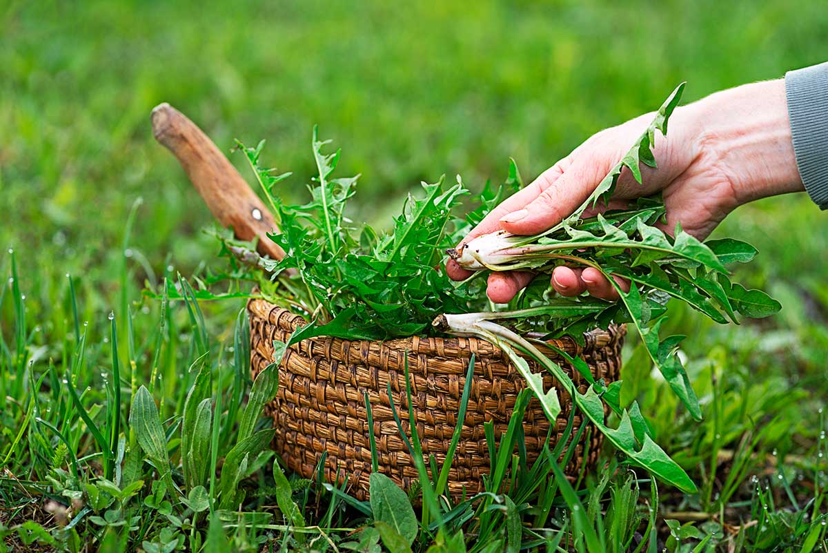 Dandelion in basket. Picked fresh dandelion leaves in the garden