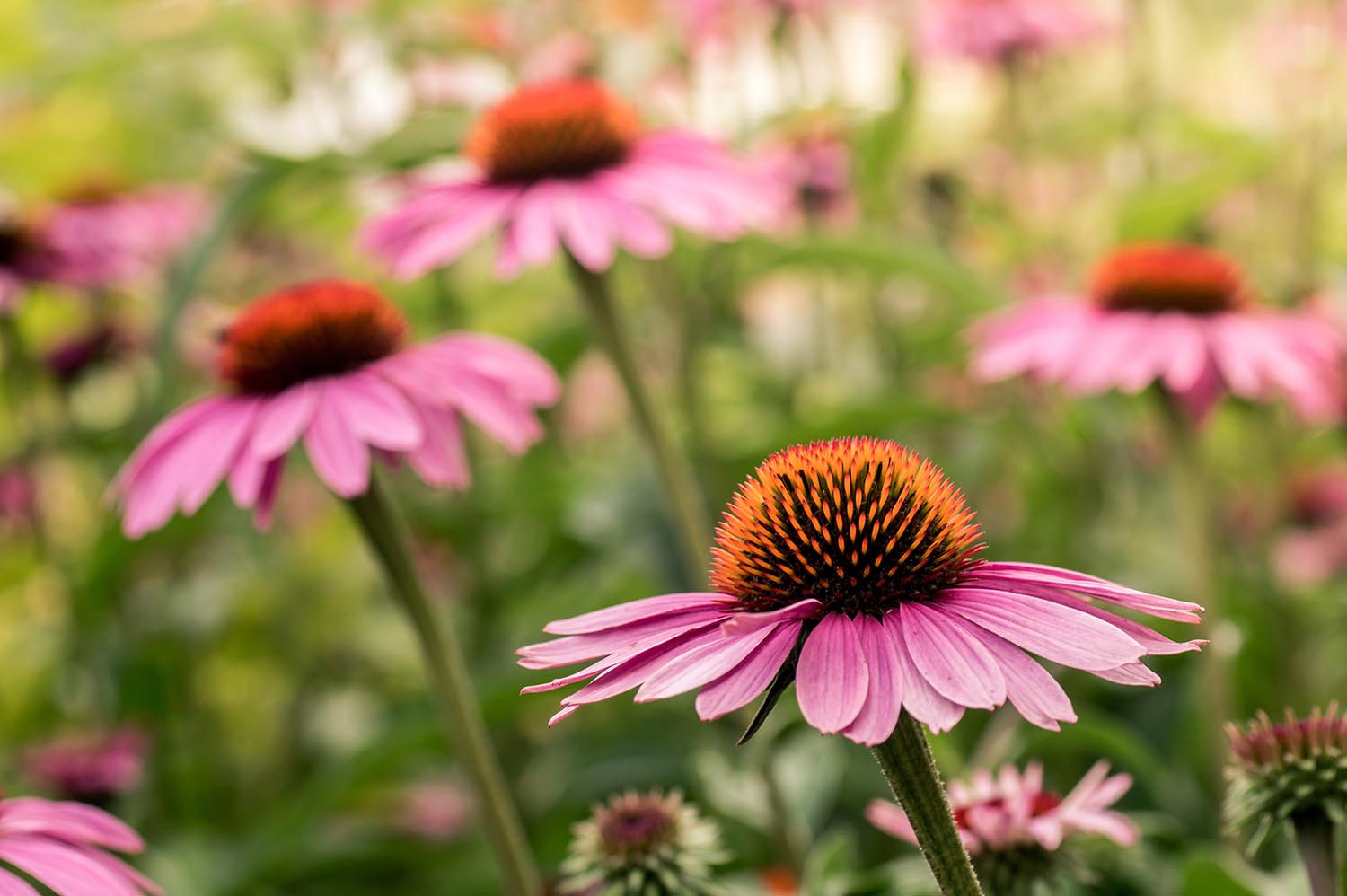 Small group of echinacea flowers. Echinacea purpurea. Blurred background. Big purple and orange blossoms.
