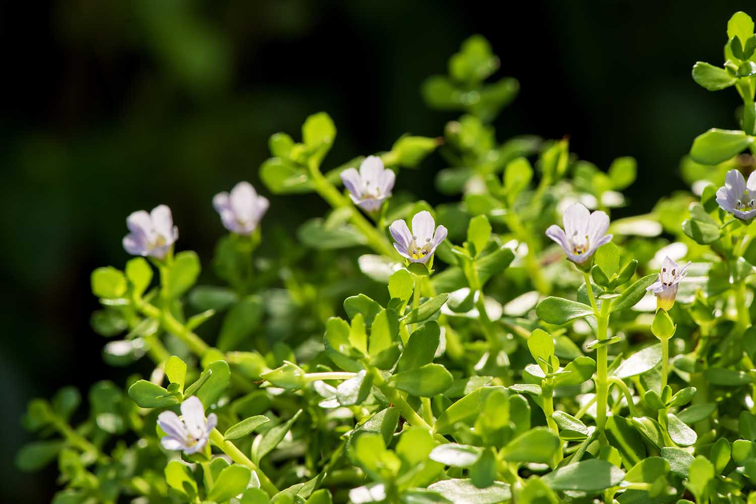 Bacopa monnieri, herb Bacopa is a medicinal herb used in Ayurveda, where it is also known as "Brahmi", a herbal memory. Can slow the deterioration of brain cells.