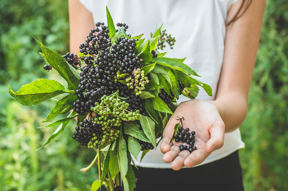 Girl holds in hands clusters fruit black elderberry in garden (Sambucus nigra). Elder, black elder. European black elderberry background