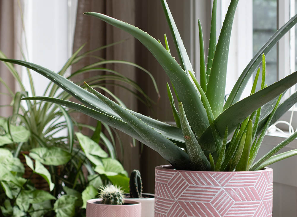 indoor house pot plants . potted aloe vera plant in pink pot.