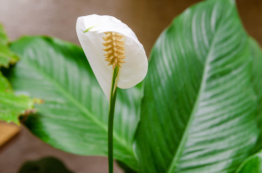Close-up of one petal of a White flower called Peace Lilly against a background of green leaves (Spathiphyllum cochlearispathum, Spathiphyllum wallisii). Female happiness
