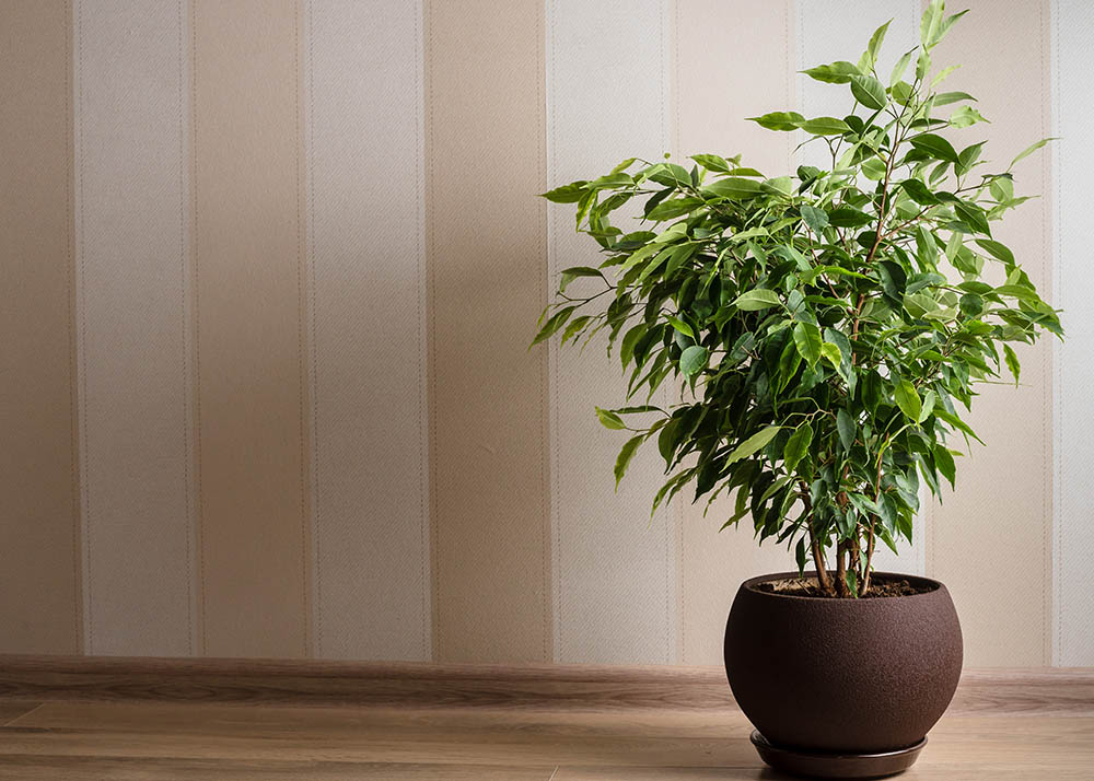 Ficus Benjamina tree or weeping fig in brown pot