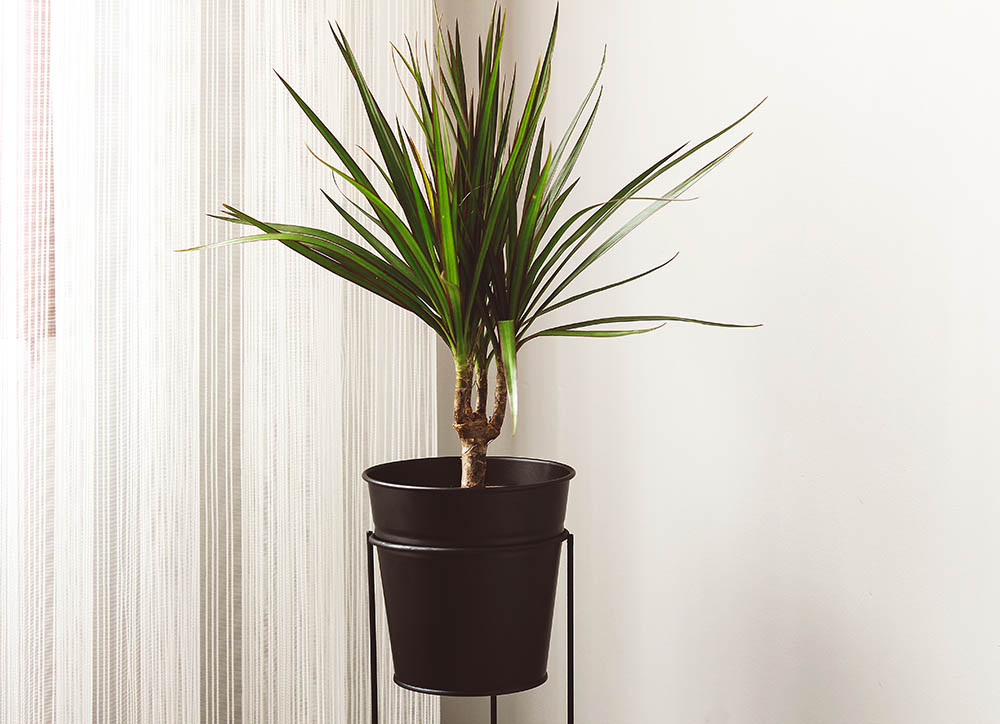 Green dracaena marginata in black flowerpot. Home decoration