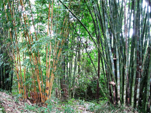 Bamboo Grove