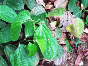 Black pepper plant