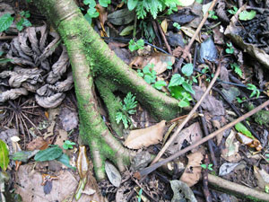 Close up of tree root toes