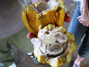 Closeup of cacao fruit