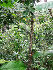 Diversity of the rainforest