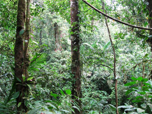 Diversity of the rainforest