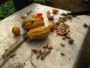 Fruits of the farm (cacao, ginger, and turmeric)