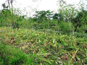 Harvested turmeric field