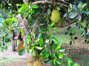 Jackfruit tree