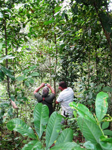 Replanted rainforest