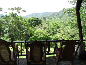 View of rainforest