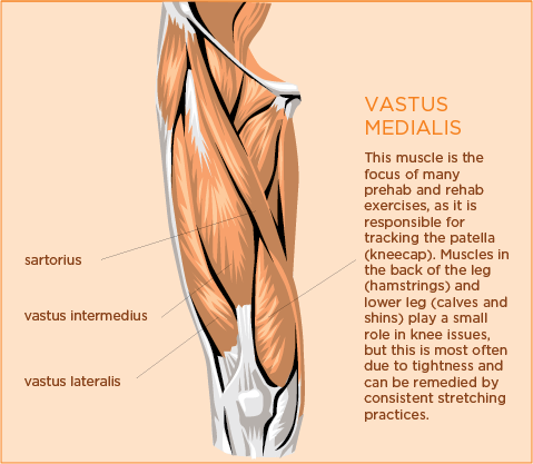 Anatomy of the knee