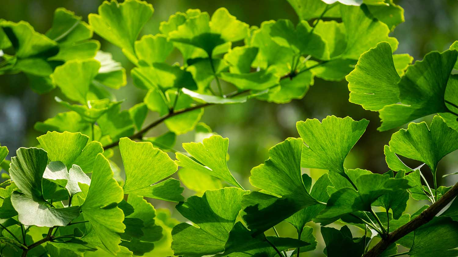 Close-up brightly green leaves of Ginkgo tree (Ginkgo biloba), known as ginkgo or gingko in soft focus against background of blurry foliage. Fresh wallpaper and nature background concept