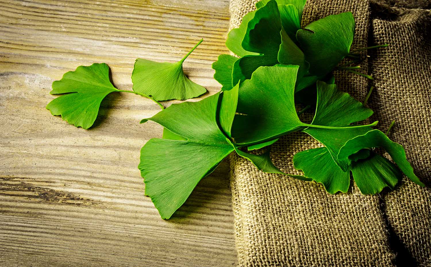 the background with fresh green Ginkgo biloba leaves