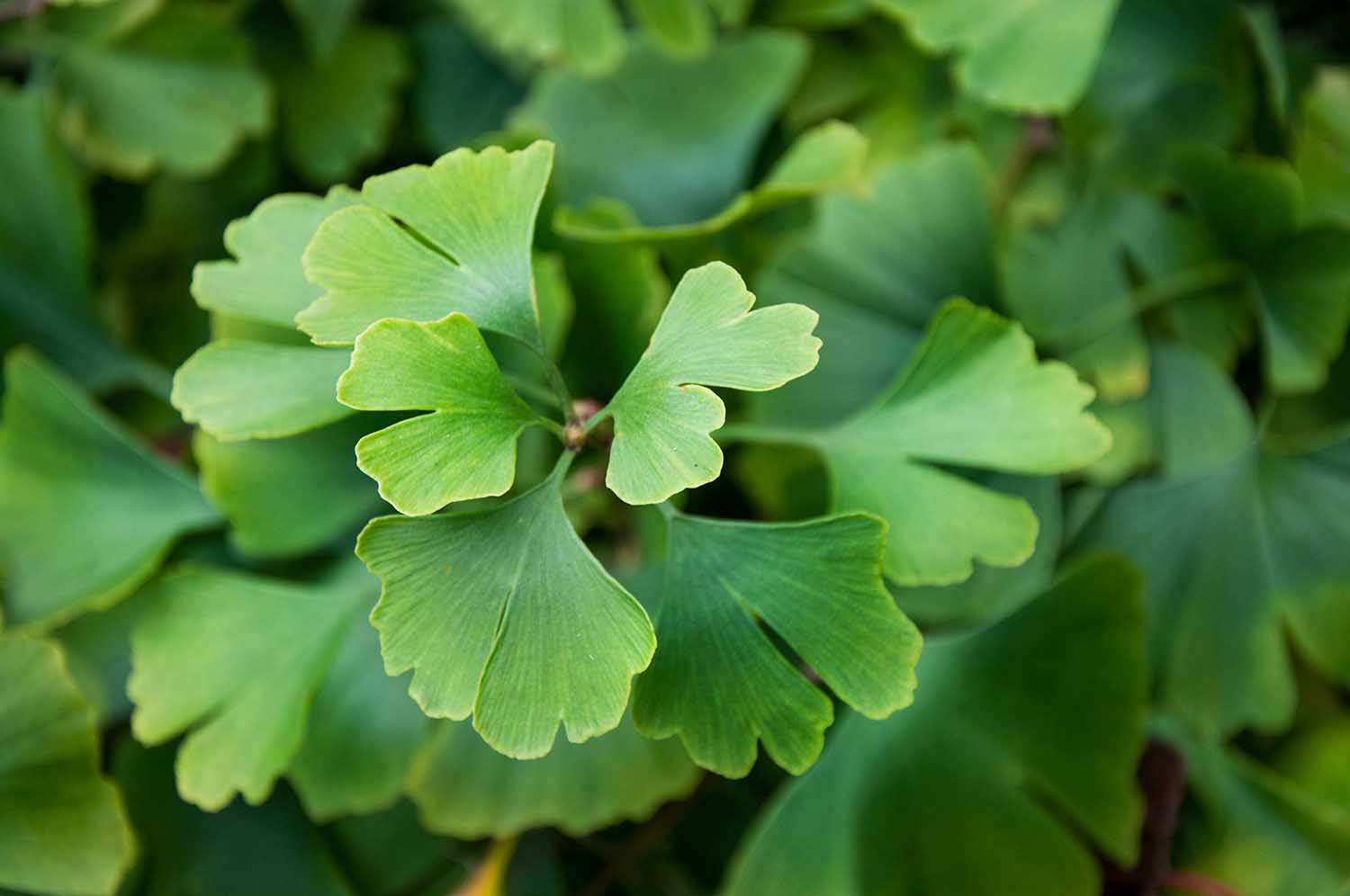 Green leaves of Ginkgo Biloba in Autumn