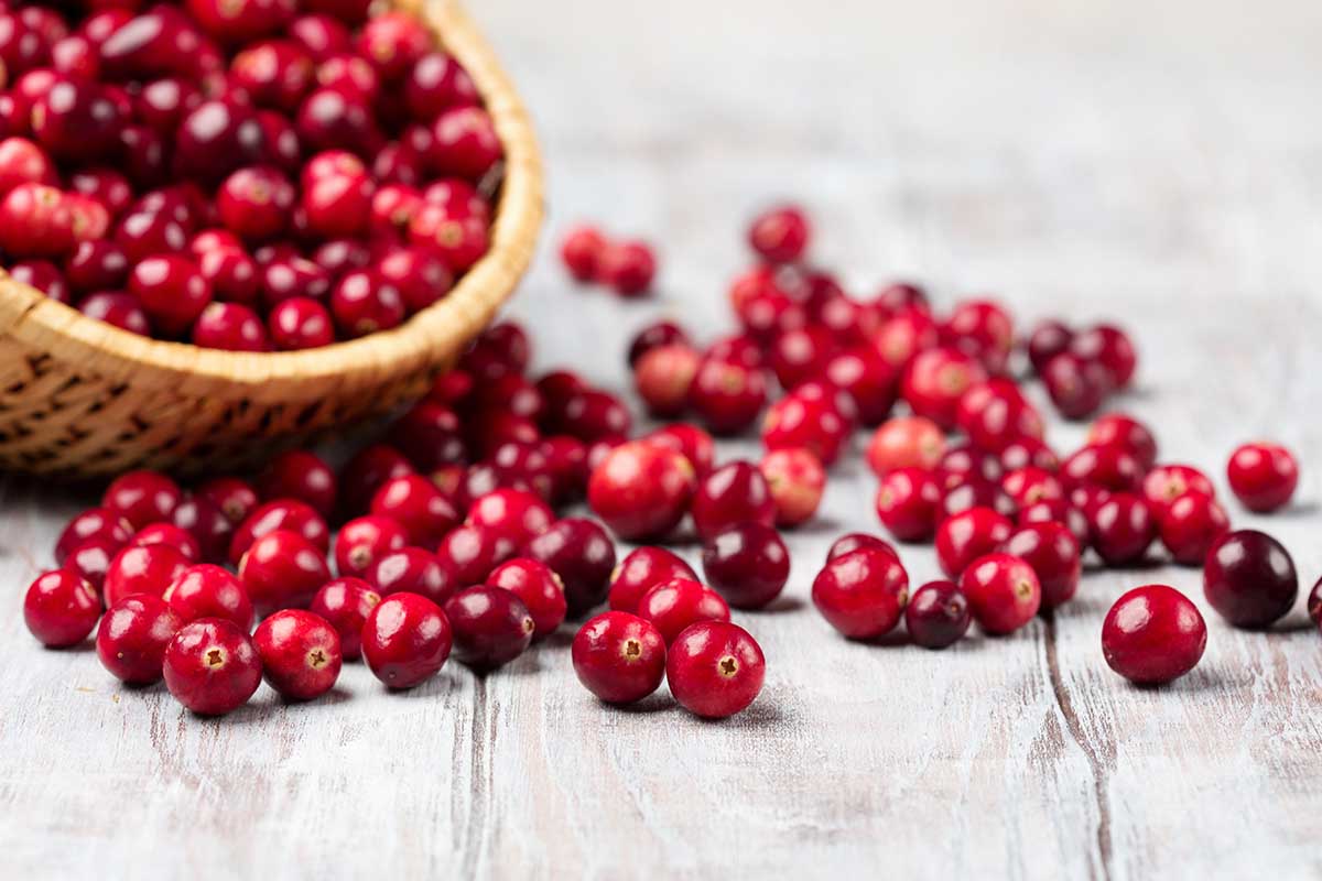 Harvest fresh red cranberries in wicker basket, selective focus. Autumn concept