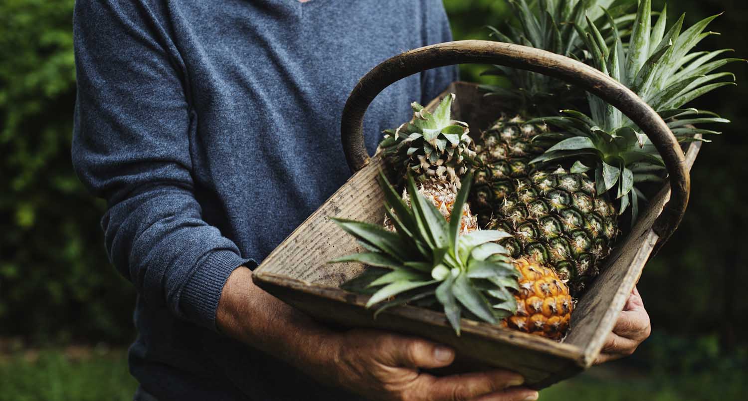 Hands holding pineapple organic produce from farm