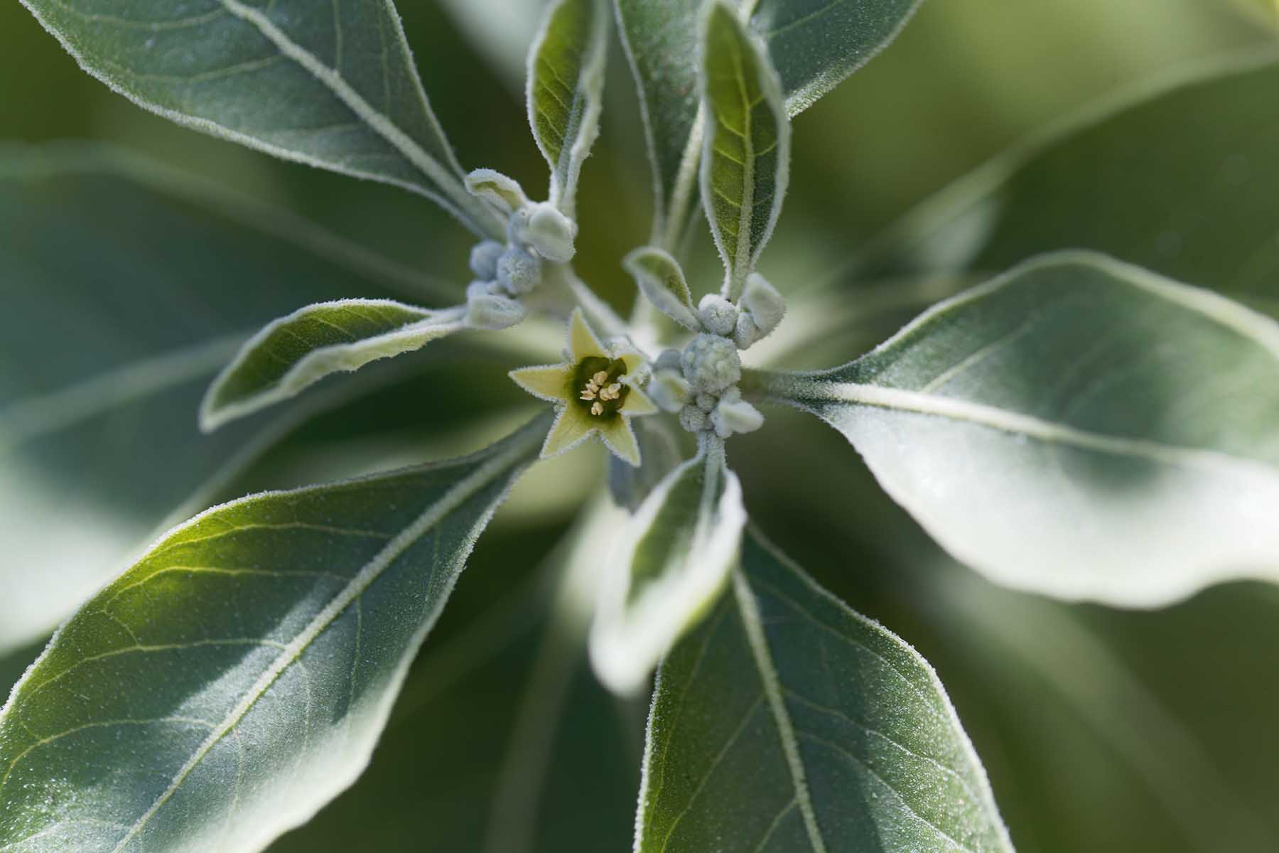 Flower of an ashwagandha plant, Withania somnifera, a medical herb from India.