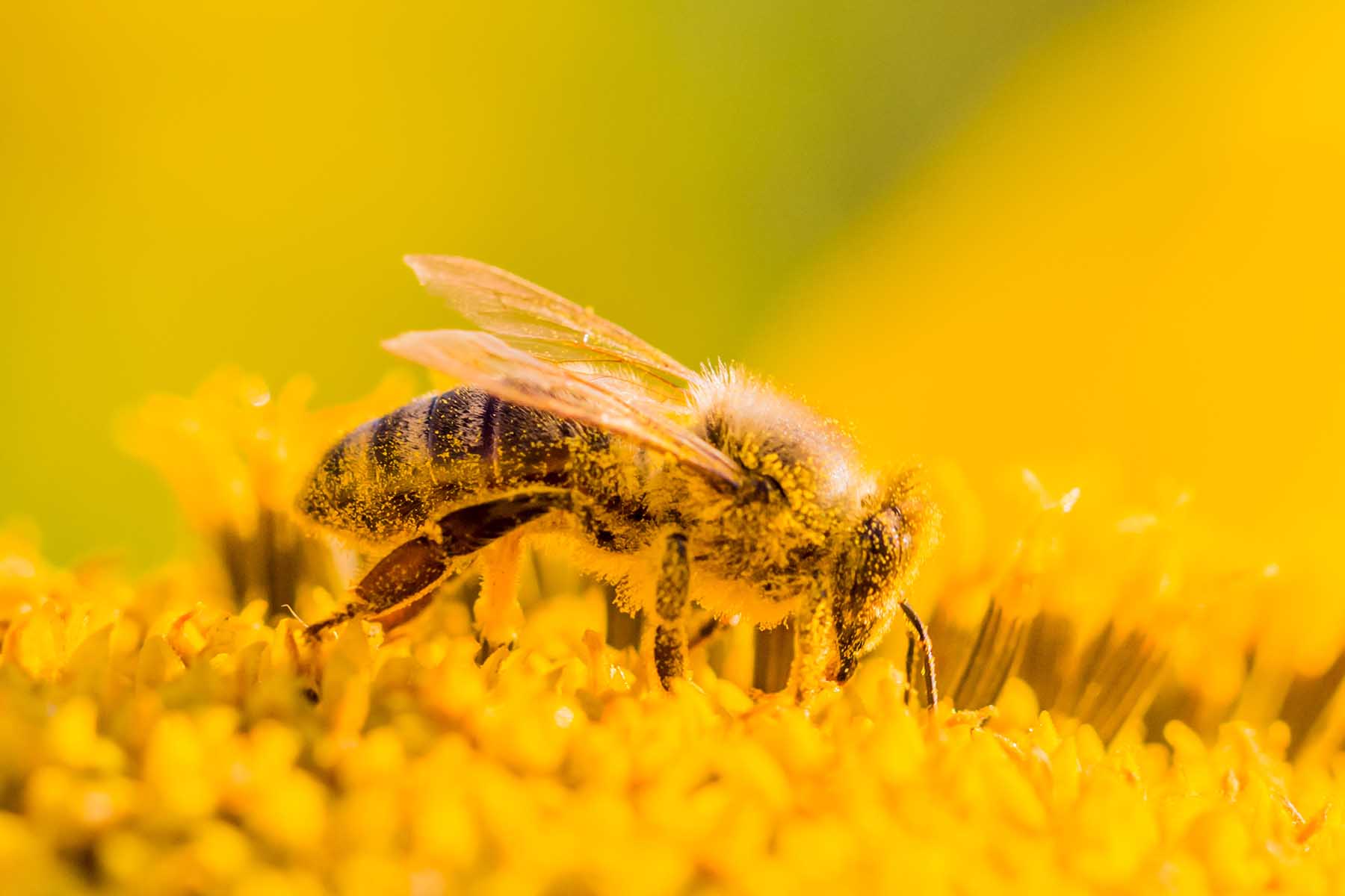 Honey bee covered with yellow pollen collecting nectar in flower. Animal is sitting collecting in sunny summer sunflower. Important for environment ecology sustainability. Awareness of climate change