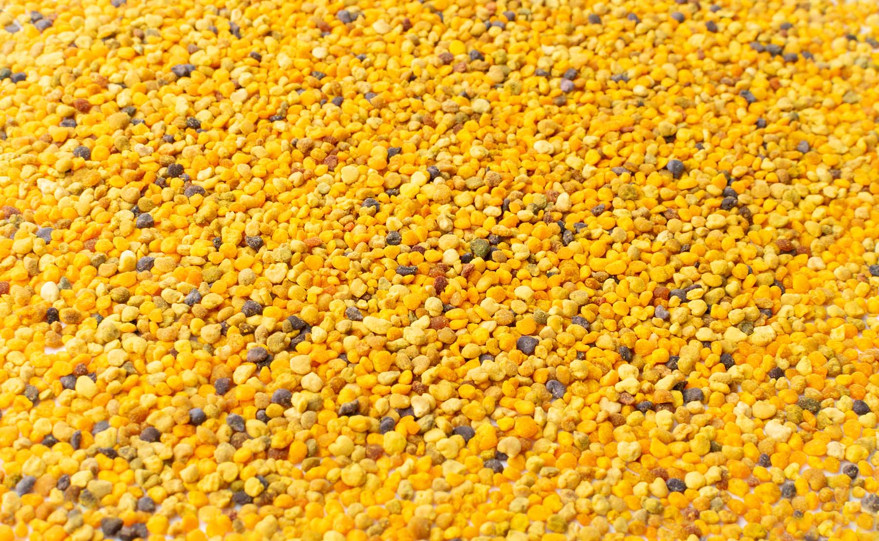Bee pollen or perga textured background top view. Raw brown, yellow, orange and blue flower pollen grains or bee bread texture pattern. Healthy food supplement