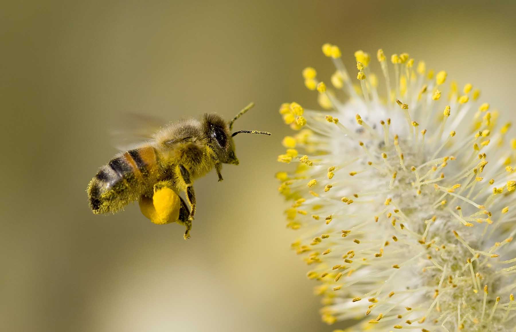A Bee hovering while collecting pollen from Pussy Willow blossom. Hairs on Bee are covered in yellow pollen as are it's legs.