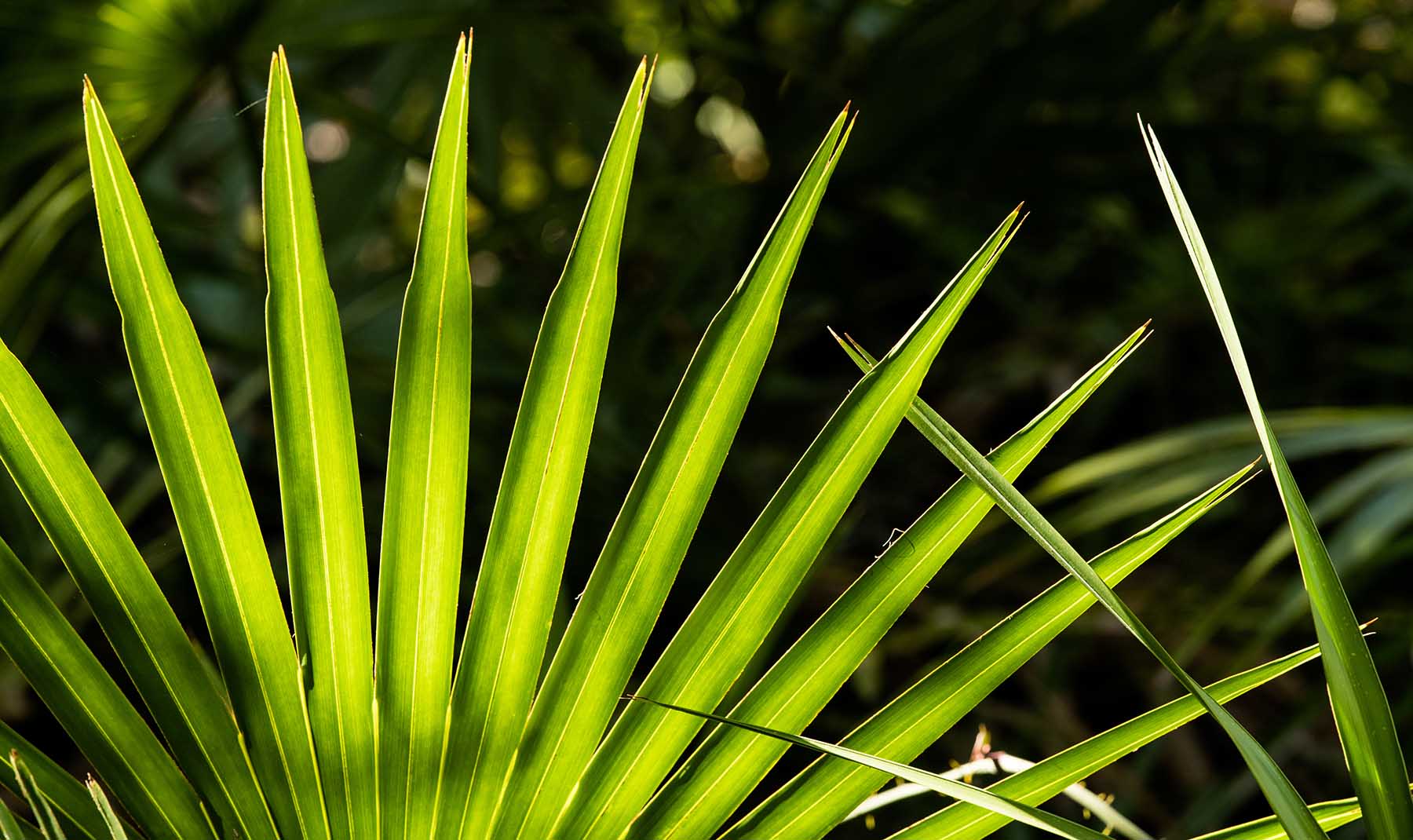 Saw Palmetto Fronds Close Up