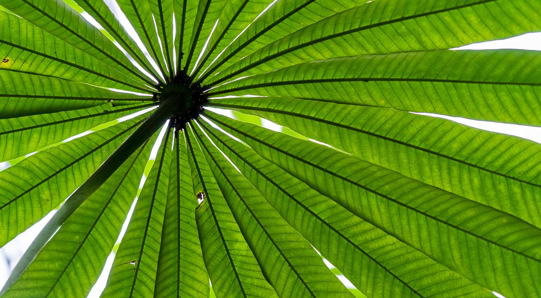 Seeking shade under green leaves. Saw palmetto shot from below