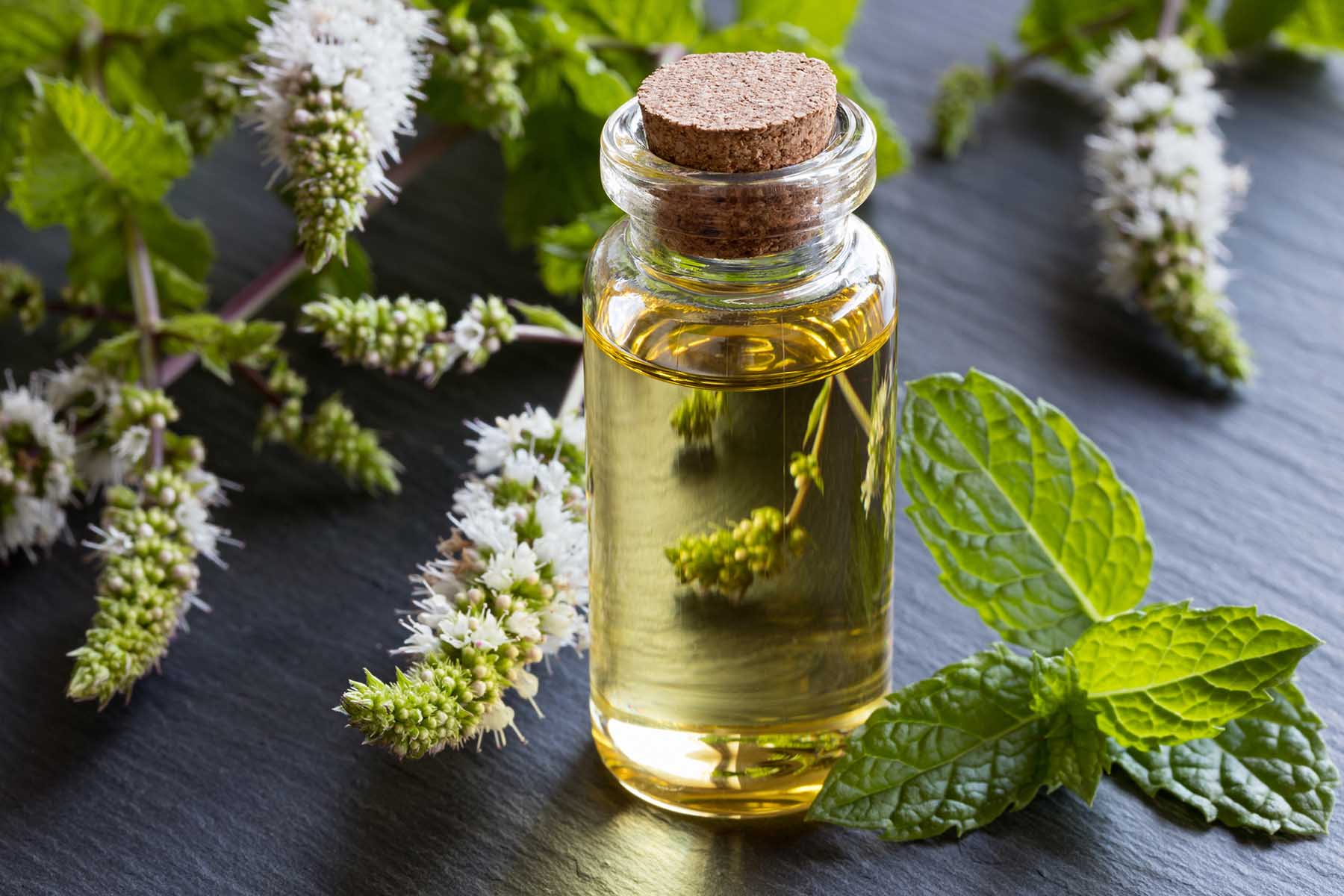 A bottle of peppermint essential oil with fresh peppermint leaves and flowers in the background