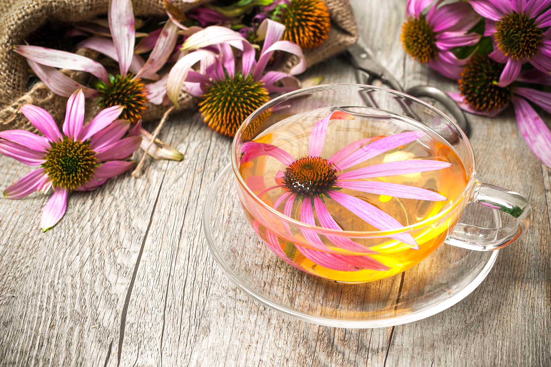 Echinacea purpurea. Cup of herbal echinacea tea on rustic wooden table