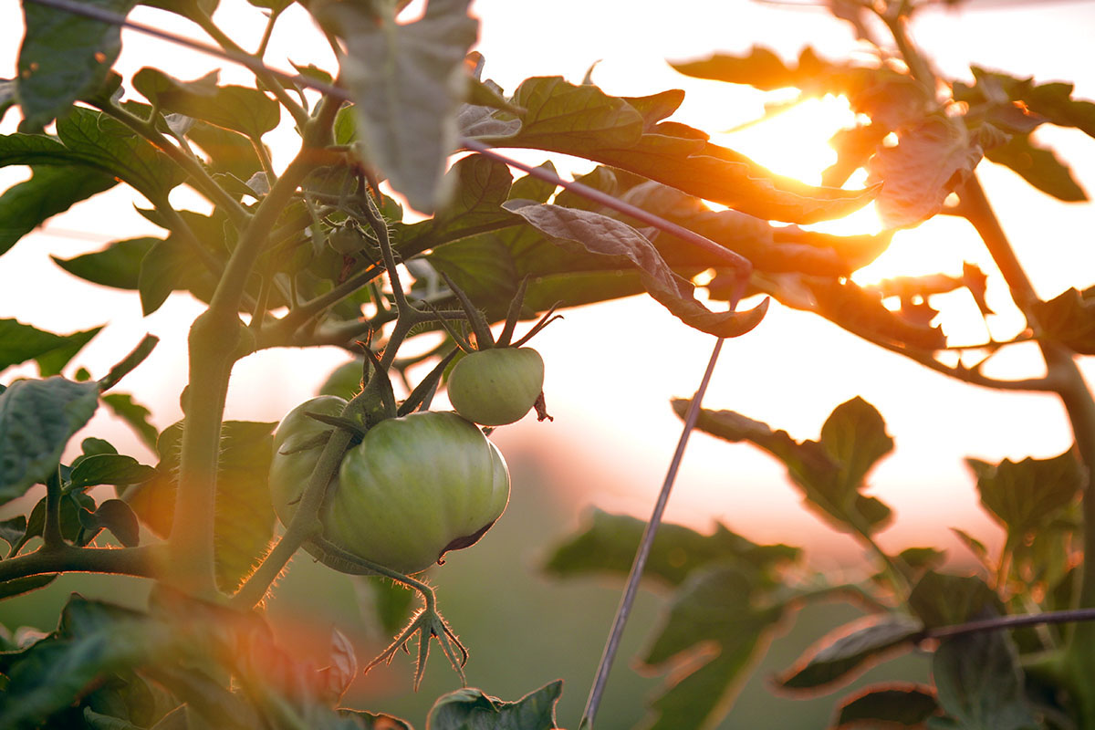 tomatoes hanging on vine in a outside farm with sunset peaking through leaves