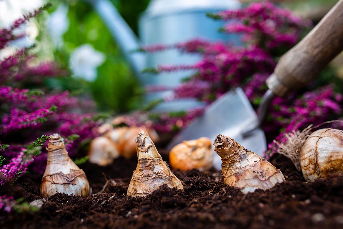 Bulbs of flowers and heather seedlings ready for autumn planting.