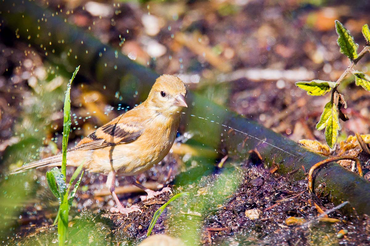 Bird bath in a soaker hose for a young American Goldfinch