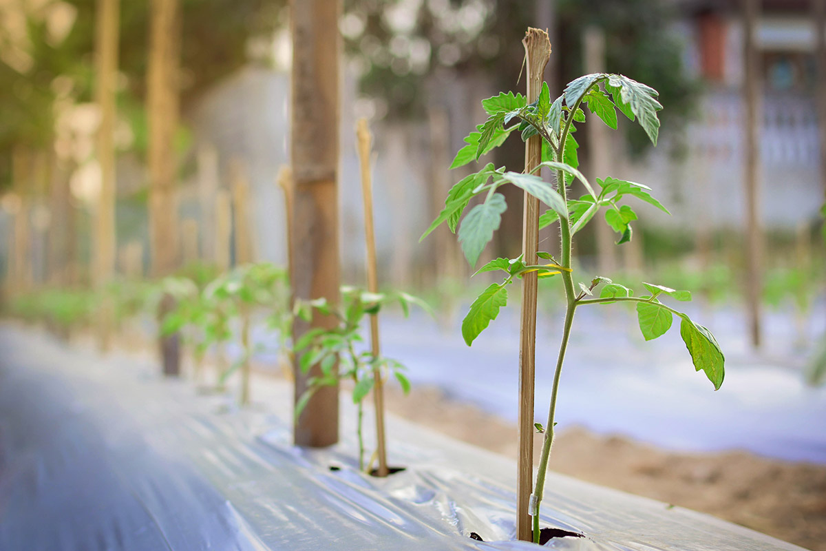 Young tomato plants with wood stakes in the garden.vintage tone